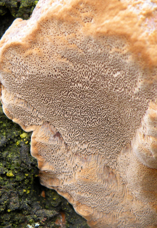 Phellinus? (Phellinus pomaceus)